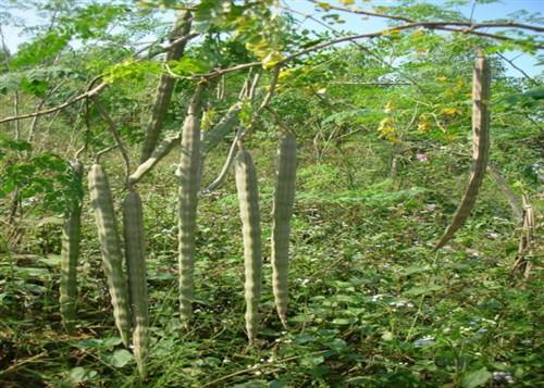 价值不输人参，曾受市场热捧，如今销声匿迹，用于榨油90元一斤