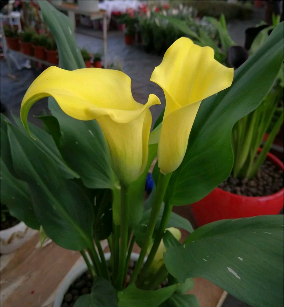 马蹄莲观赏内容,一盆马蹄莲