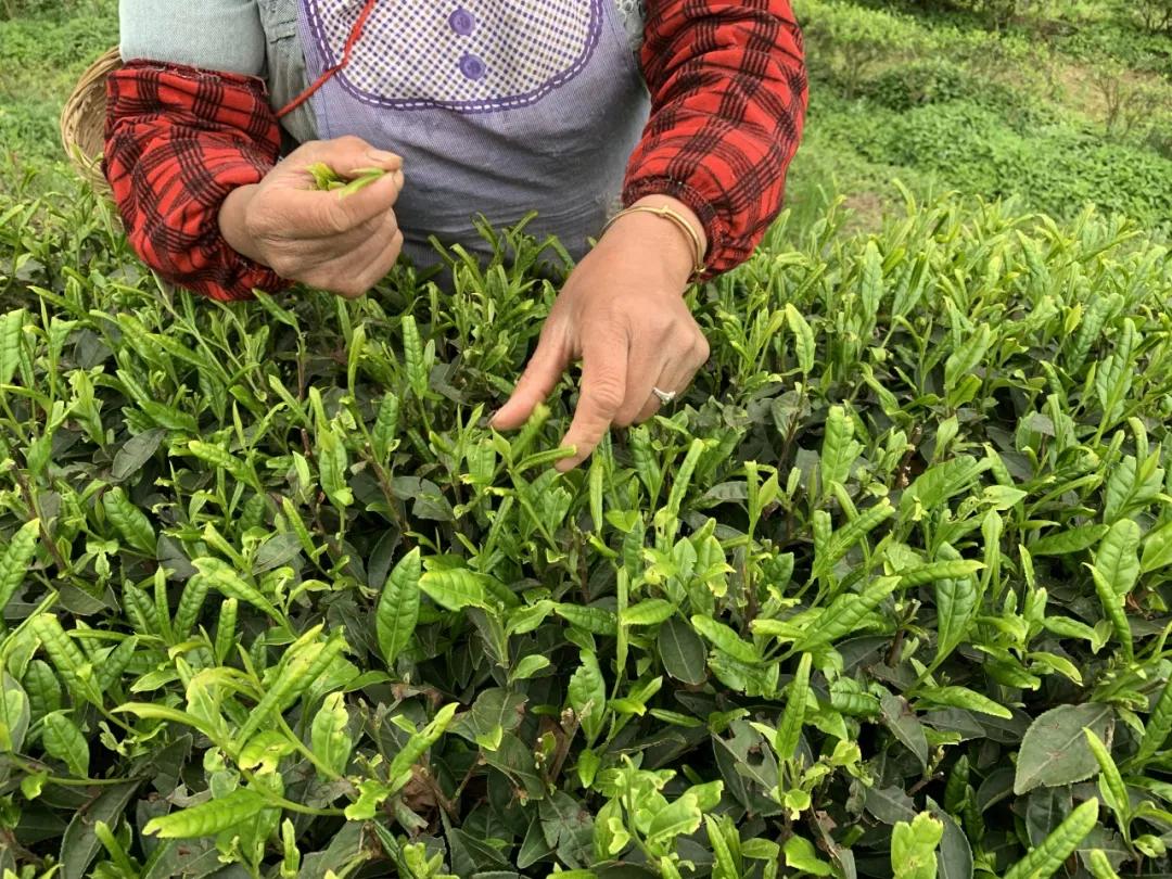 春林花多媚视频讲解,春林花多媚图片