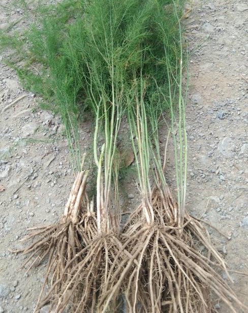 阳台种什么菜好养又简单,在阳台种菜最好种什么