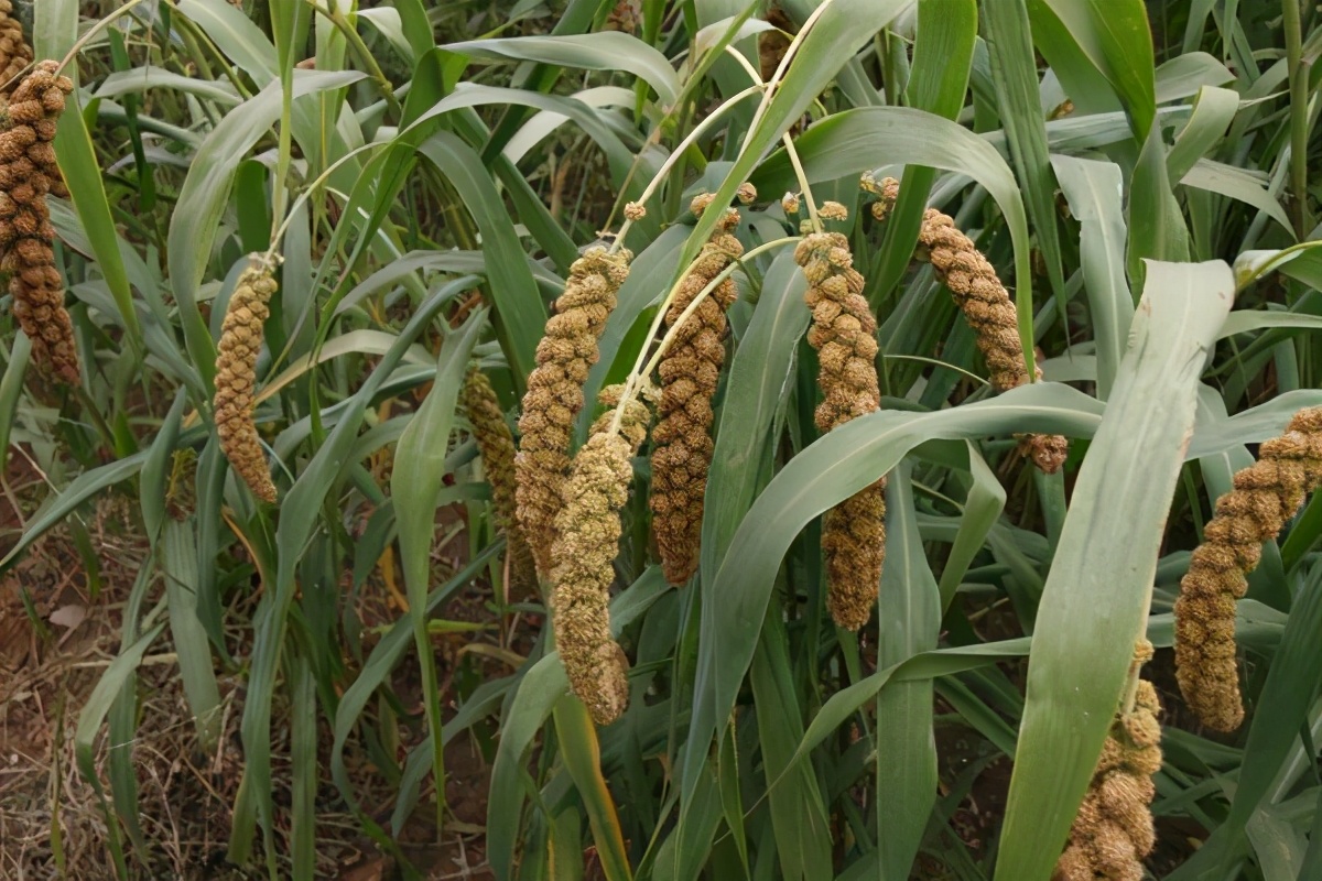 东北风情土炕,东北炕陕西炕