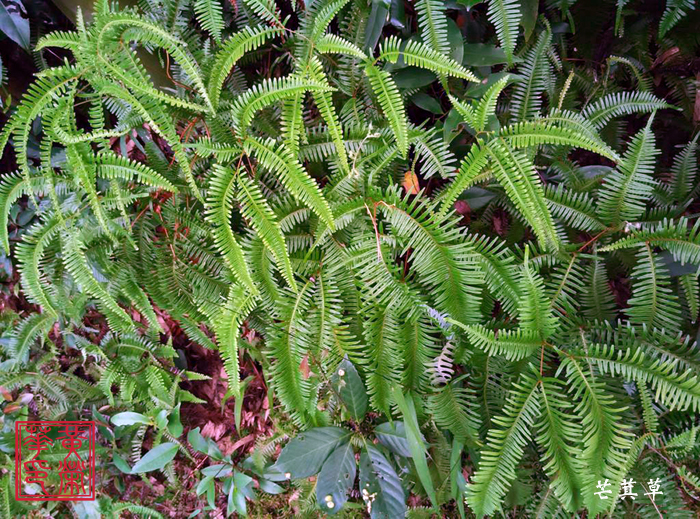 芒萁草降血压,民间叫芒萁草的植物图片