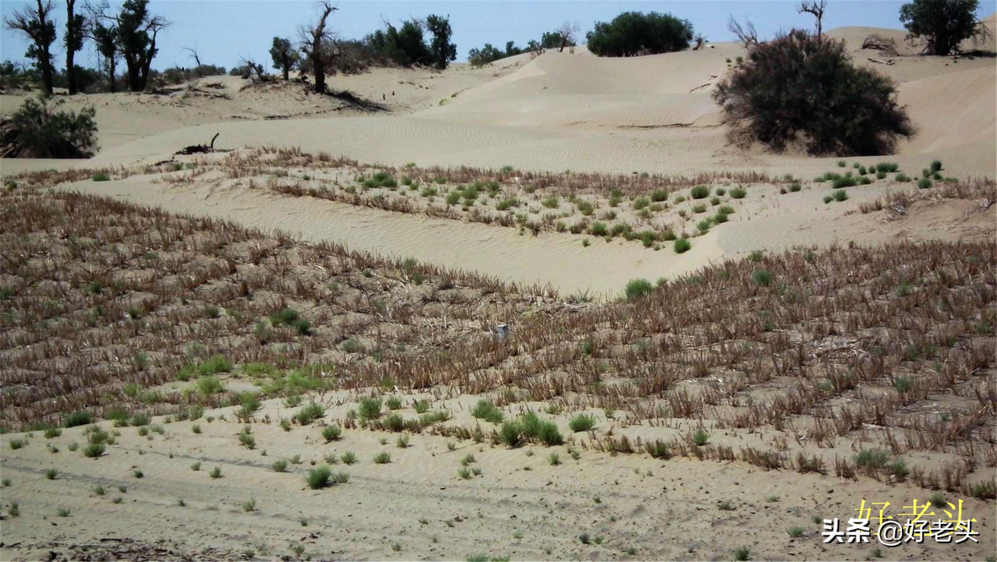 库尔勒轮台胡杨林风景区,胡杨林景区轮台