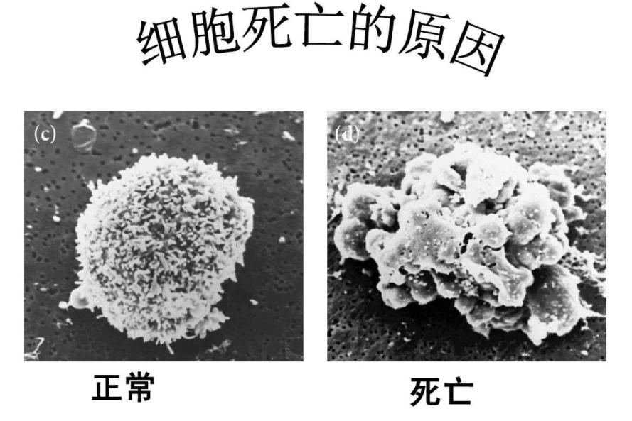 氧气是遏制生命的罪魁祸首,氧气是生命的必需品