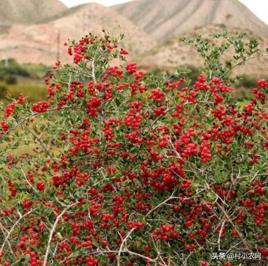 盐碱地种植什么品种树,70亩盐碱地适合种什么