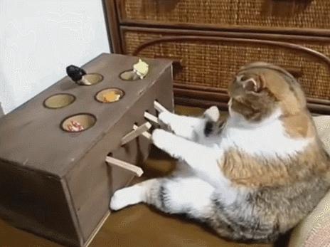 猫咪没有发情，为什么喜欢在家里乱尿？这7个原因很容易被忽视