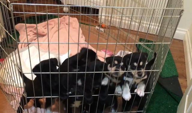 拉布拉多全生小奶狗,拉布拉多狗子生小奶狗