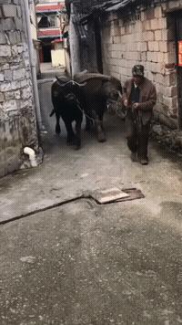 稀奇罕见的狗,很常见的罕见狗