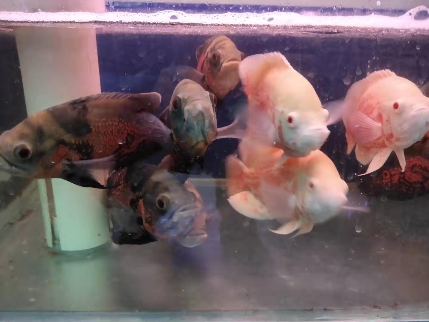 买观赏鱼最好买哪个鱼,买观赏鱼应该注意什么