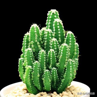 万重山多肉植物仙人掌易养,万重山多肉植物仙人掌