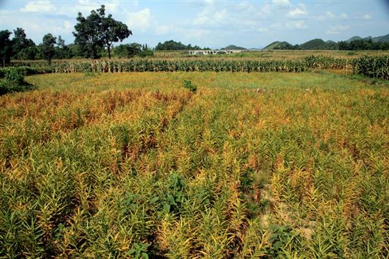 黄山的金凤凰,山沟里的金凤凰湖北