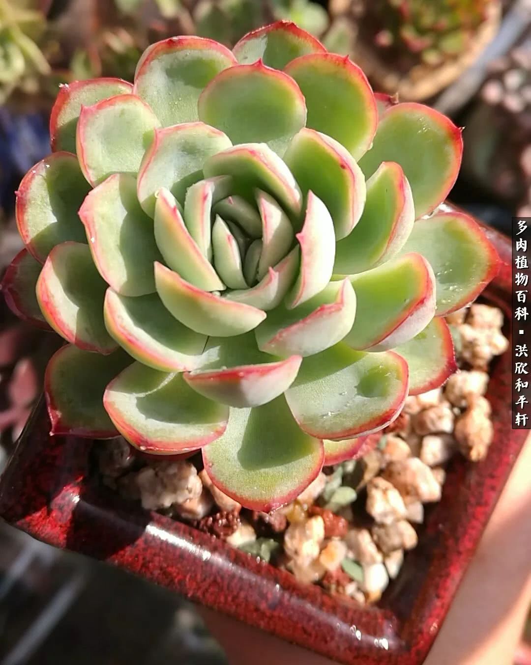 多肉的四季轮回,四季轮回多肉