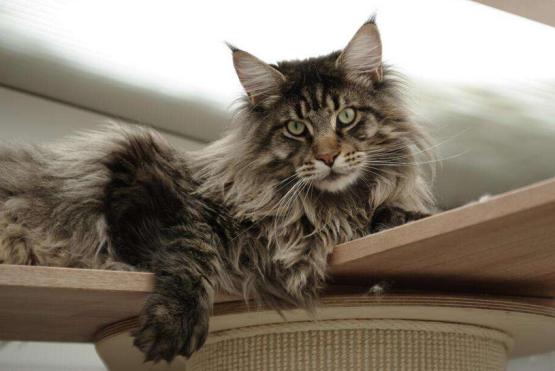 温柔的巨人猫视频,温柔的巨人布偶猫