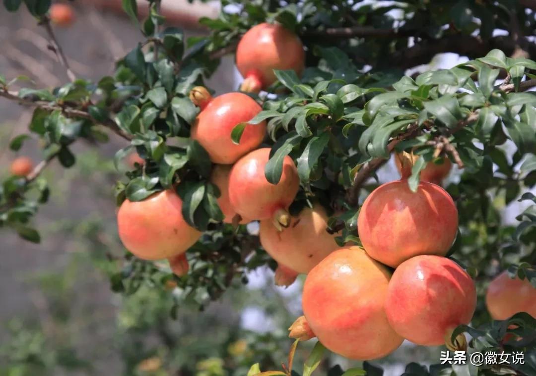 安徽怀远石榴是什么味道,安徽怀远石榴图片
