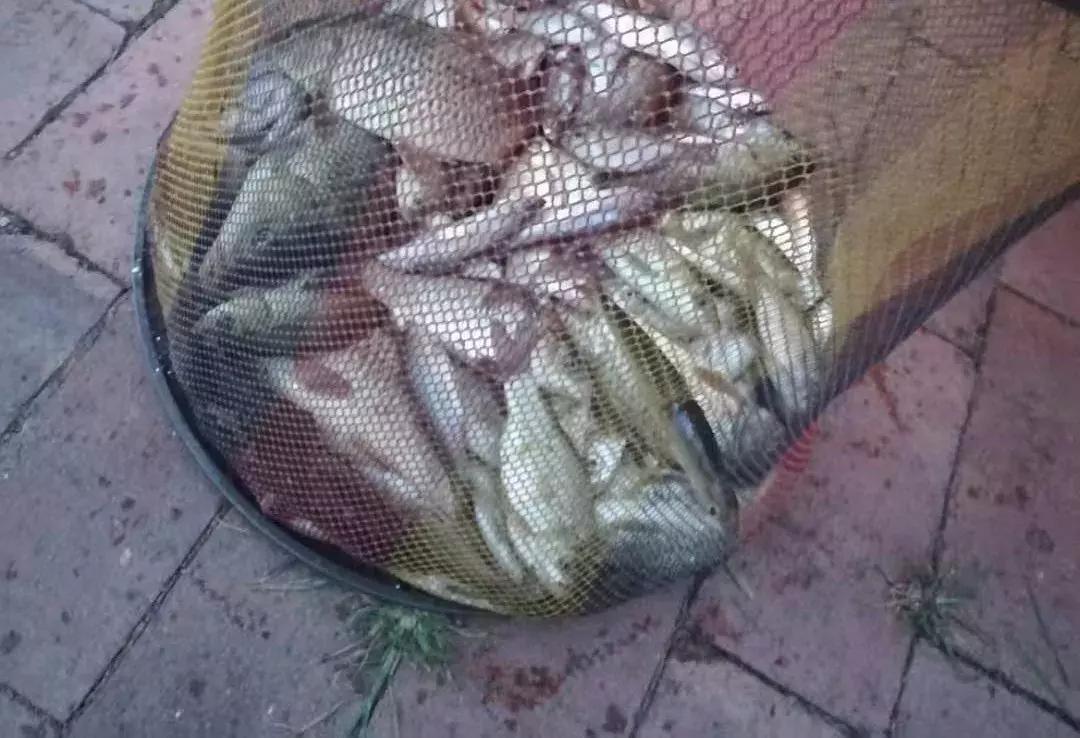 黑龙滩钓得到鱼,黑龙滩百斤大鱼