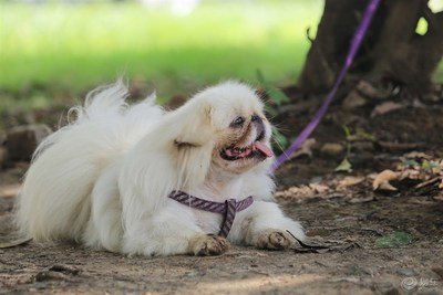 国外的狗跟中国的狗有哪些不一样,中国的土狗好还是外国的狗好