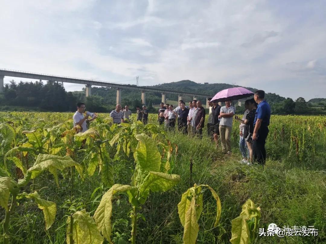 烤烟助力脱贫摘帽 (烟叶产业脱贫攻坚)