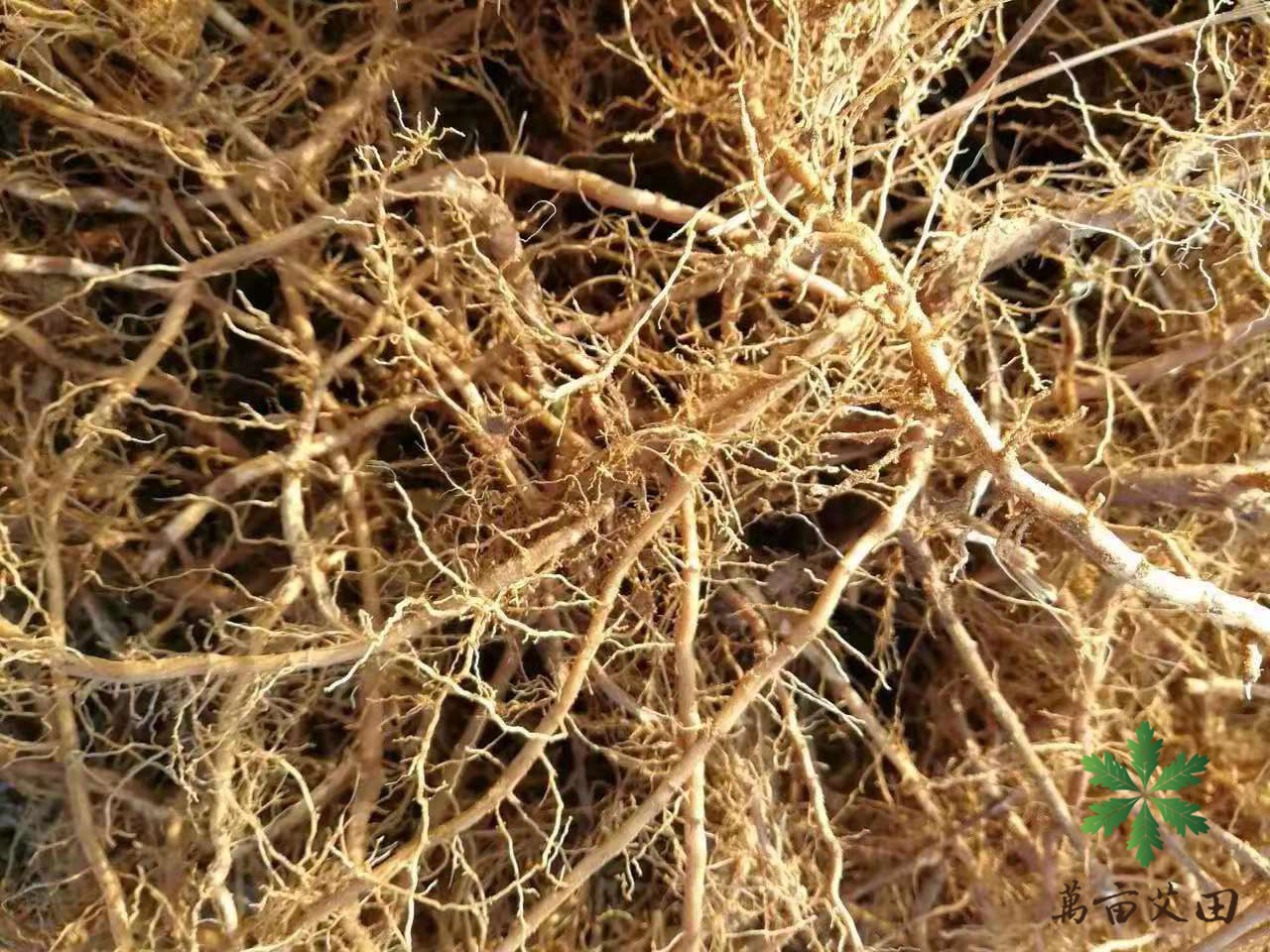 蕲艾艾草适合在北方种植吗,九尖蕲艾艾草种植基地