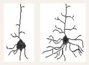 科学家用三组老鼠做实验,发现了让大脑变聪明的秘密……父母必读
