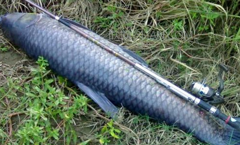 常见的鱼类习性知道怎么让它上钩