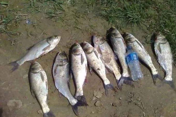 鲢鳙最有效的钓法,钓鲢鳙最好的办法