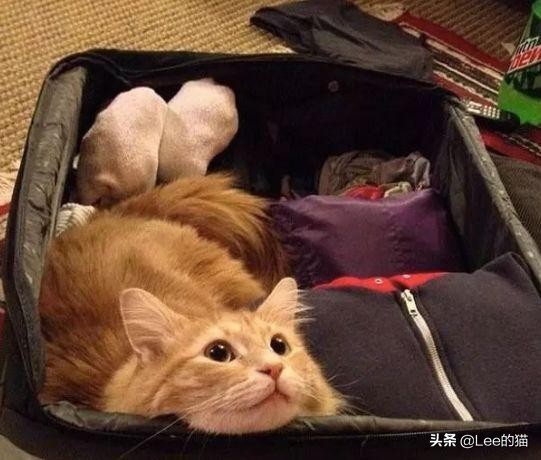 安检行李箱猫猫,机场海关抓到偷渡人员