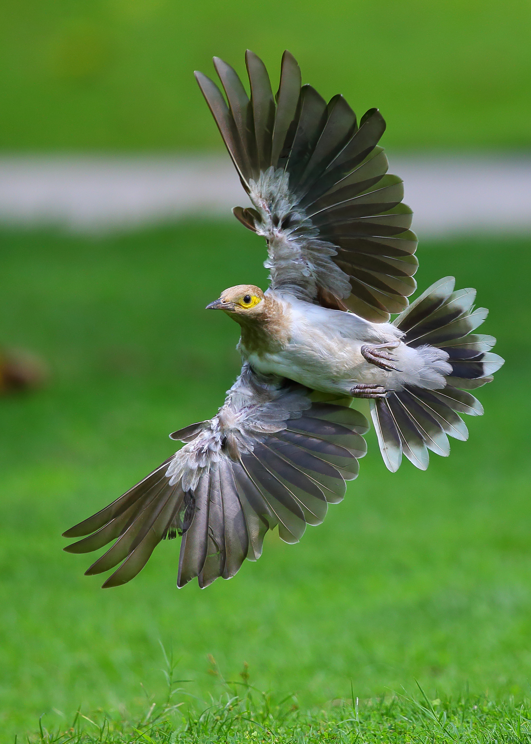 高清专业级拍鸟摄影机,顶级相机拍鸟