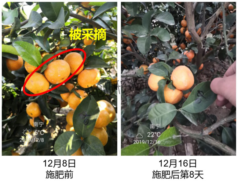 柑橘转色成熟期管理技术要点,柑橘幼果转绿后可以用尿素吗