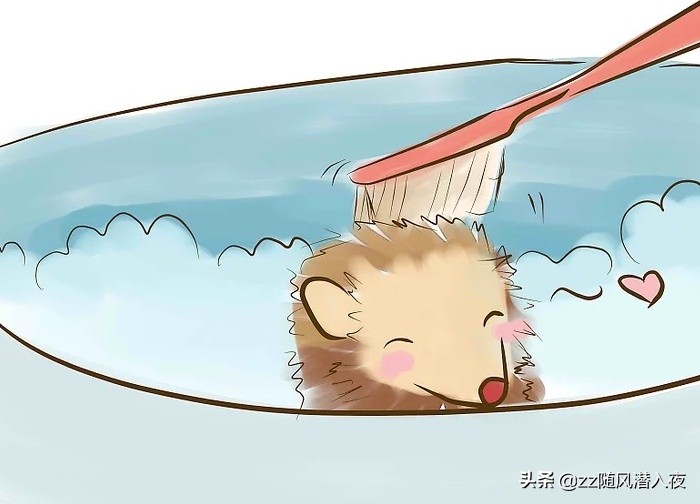 如何饲养一只刺猬
