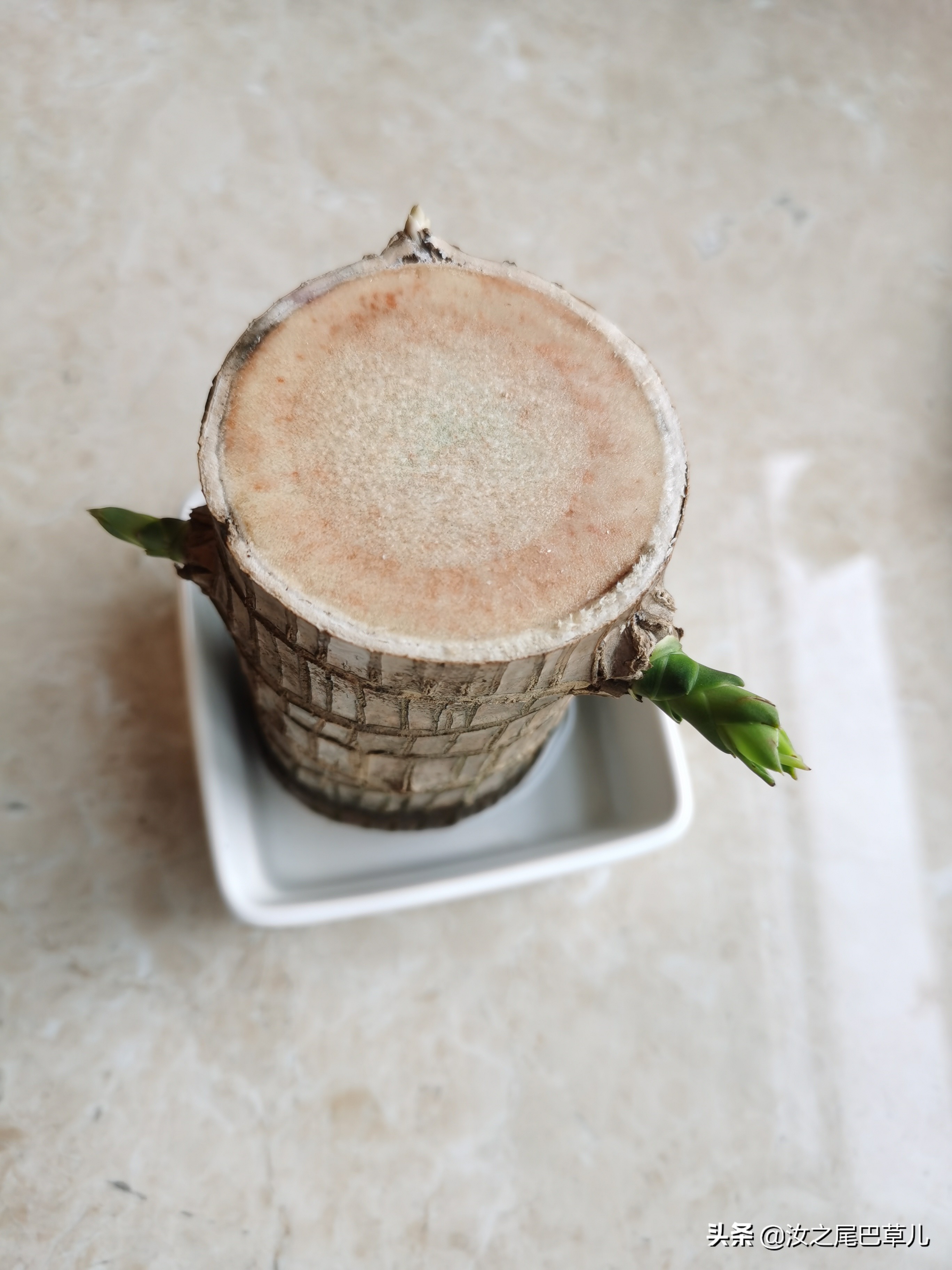 巴西木真的能给人带来幸运吗,巴西木性能