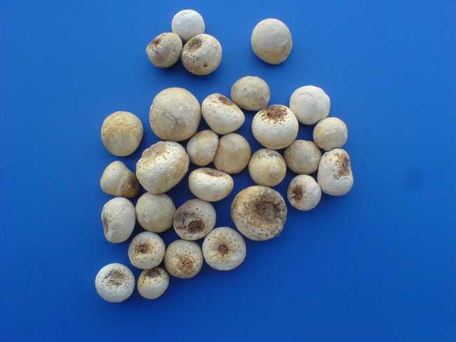 郭生白讲厚朴生姜半夏甘草人参汤,脾虚气滞厚朴生姜半夏甘草人参汤