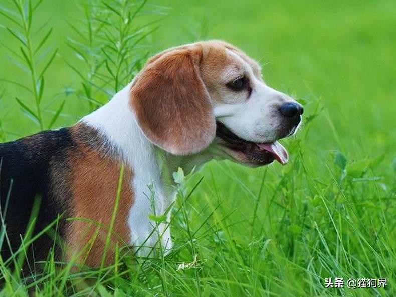 关于狗爪子的100个小知识,狗狗铲屎官的正确方法