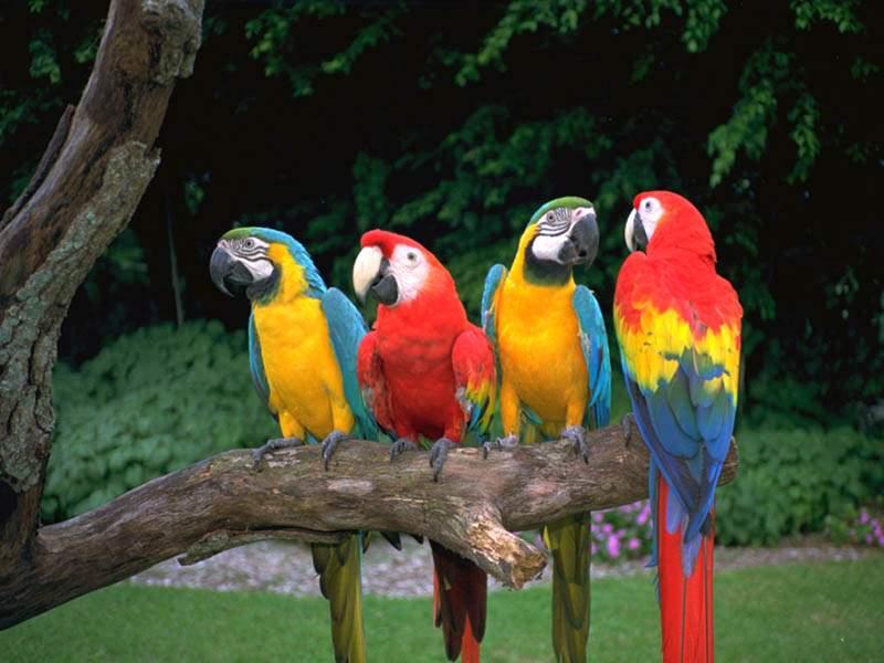 如何喂养一只鹦鹉视频教学,新手养的鹦鹉怎么喂养