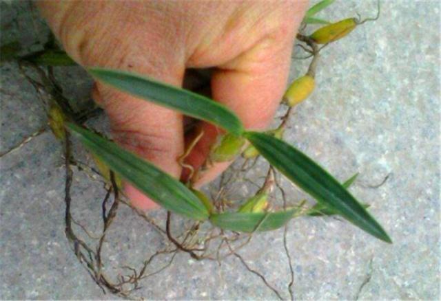 很少人知晓的“石豆花”，做成盆景后，确实会令你眼前一亮，创意