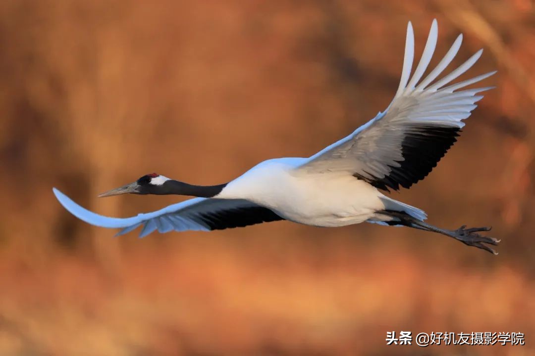 索尼全画幅适马和腾龙怎么选,腾龙和适马镜头哪个适合索尼微单