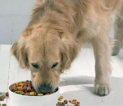 在选择性价比高的散装狗粮时，你应注意这些事项