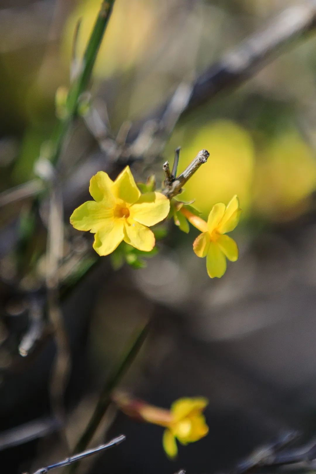 西海岸北国之春,期待春暖花开的西海岸