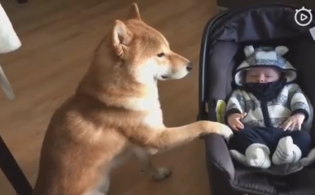 选购婴儿车为什么要那么纠结,选购婴儿车的难点和痛点