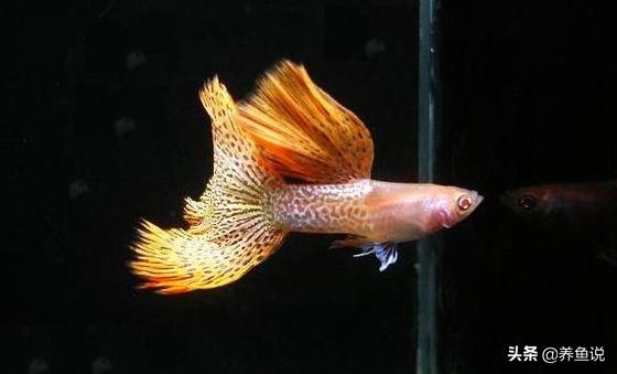 50*30*35的鱼缸养孔雀鱼用什么过滤,下过滤鱼缸怎么养孔雀鱼