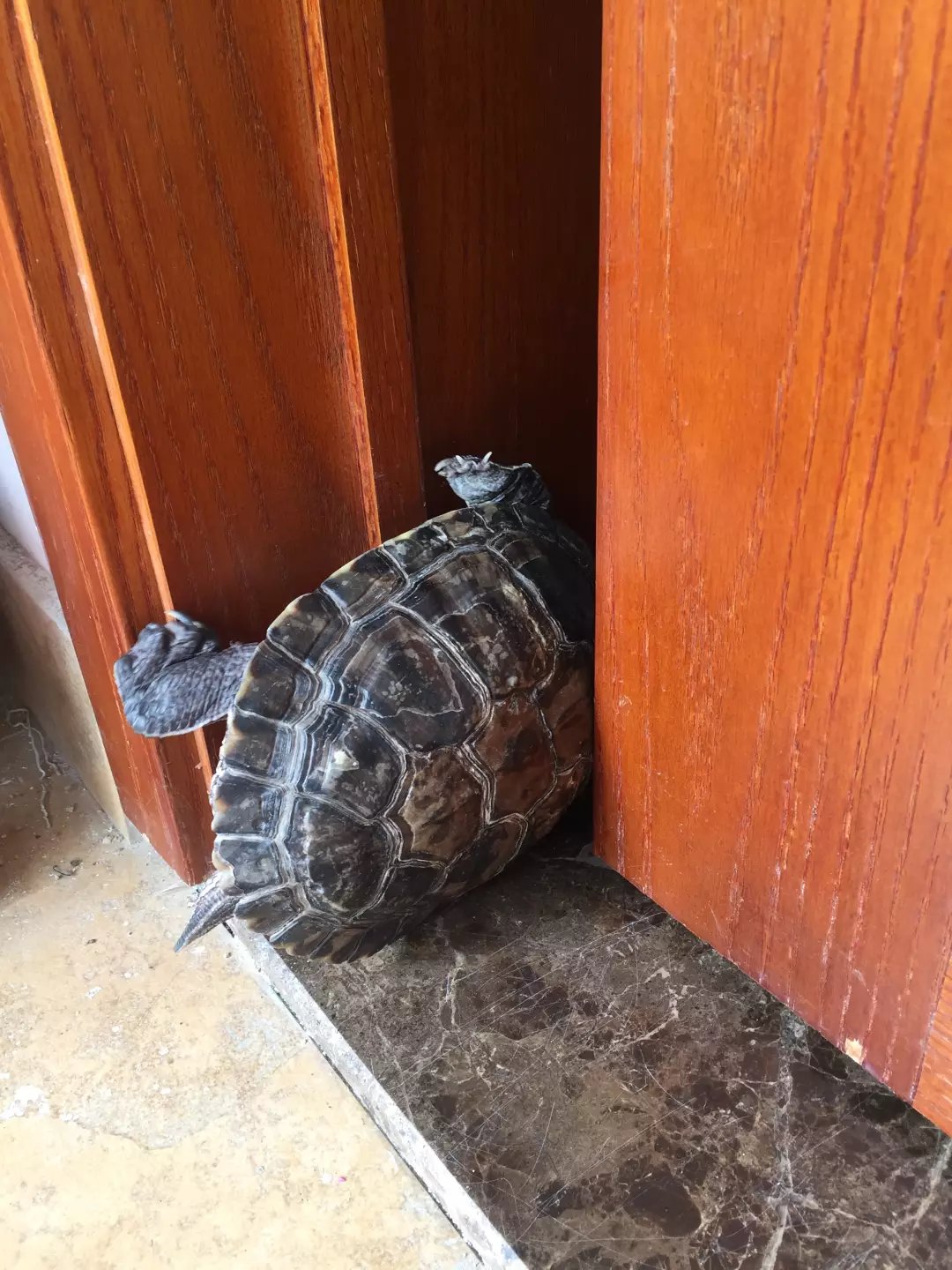 日本老人养一只大乌龟,养12年的大乌龟被找到