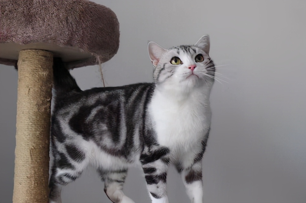 美短掉毛比一般的猫严重怎么办,为什么美短猫不建议养