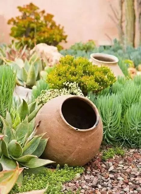 老外的多肉盆景惊艳了世界,多肉庭院美极了
