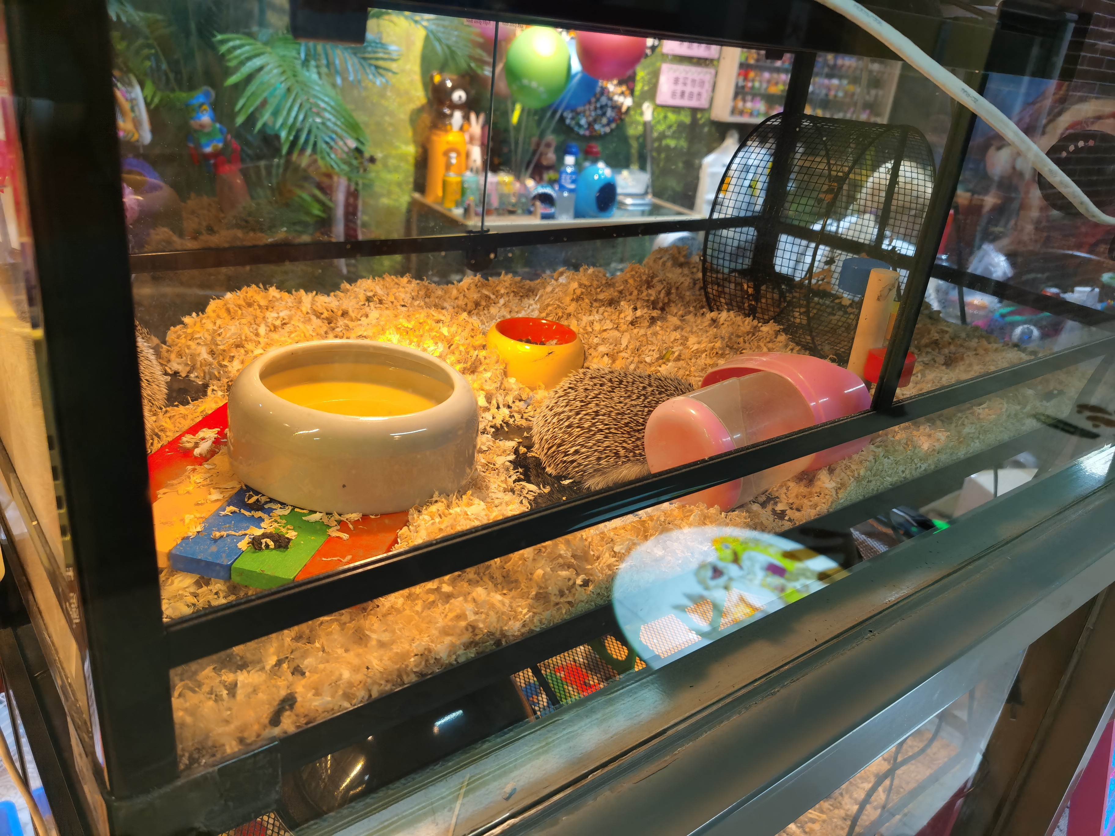 最新宠物盲盒事件,宠物盲盒事件从哪儿开始的