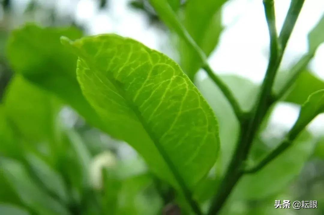 有了红鼻子怎么办,有红鼻头会怎样