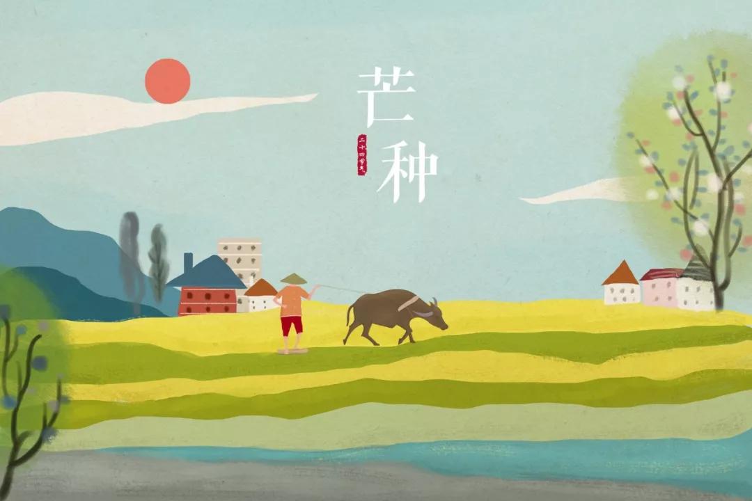 芒种又到了一年收获麦子的季节,芒种到来开始播种庄稼