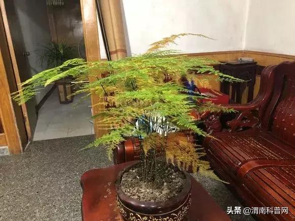 妞嶇墿鍡栧棖闀跨垎鐩嗕笉榛勫彾,鍏绘鐗╀竴涓槦鏈熶笉姝荤殑绉樻柟