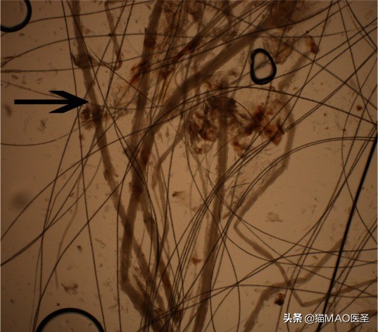 猫咪皮肤病症状及图片,猫咪皮肤病真菌