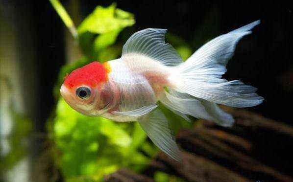 金鱼掉鳞隔离后多久能好,金鱼的鳞有点掉了是什么原因