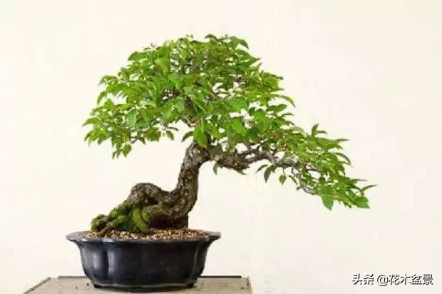 茶桌上养什么盆景植物,最好养的盆景植物推荐