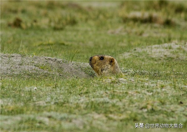 抖音中的土拨鼠视频,抖音土拨鼠是谁